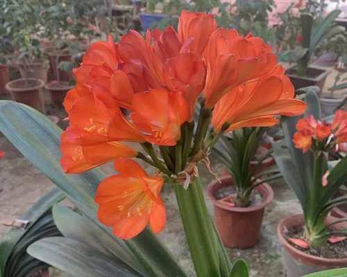 君子兰开花时应点哪种花粉？