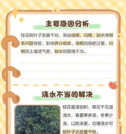 桂花缺水叶子发黄应如何处理？