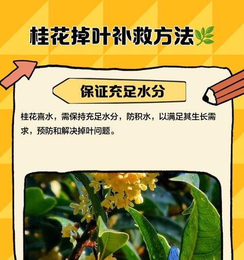 桂花缺水叶子发黄应如何处理？