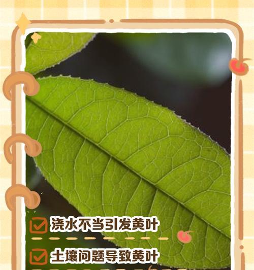 桂花缺水叶子发黄应如何处理？