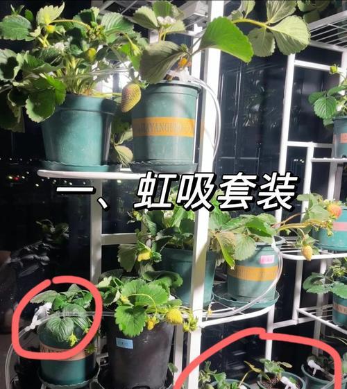 DIY浇水装置的方法有哪些？如何制作一个简易的浇水装置？