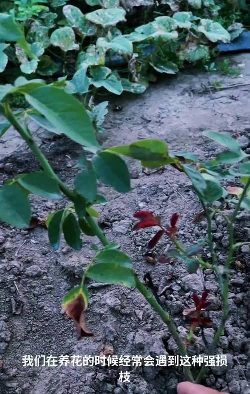淡粉月季种植技巧是什么？怎样才能养活？