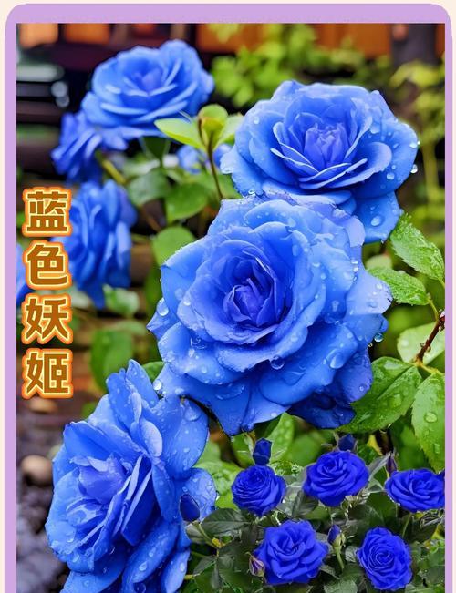 淡粉月季种植技巧是什么？怎样才能养活？