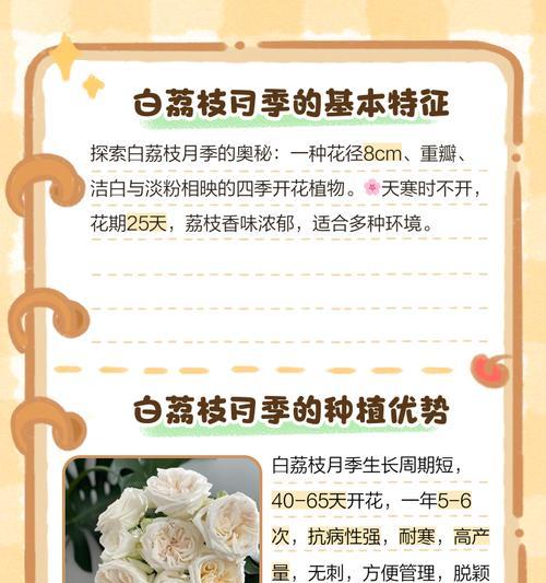 淡粉月季种植技巧是什么？怎样才能养活？