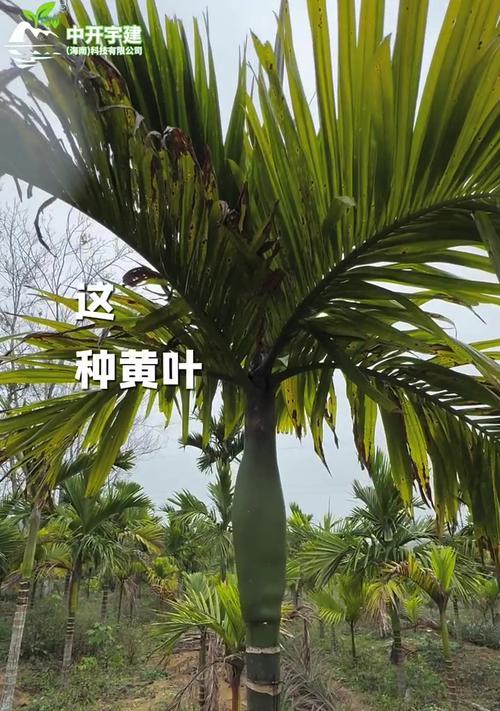 刚种下的槟榔叶子发黄是什么原因？如何解决？