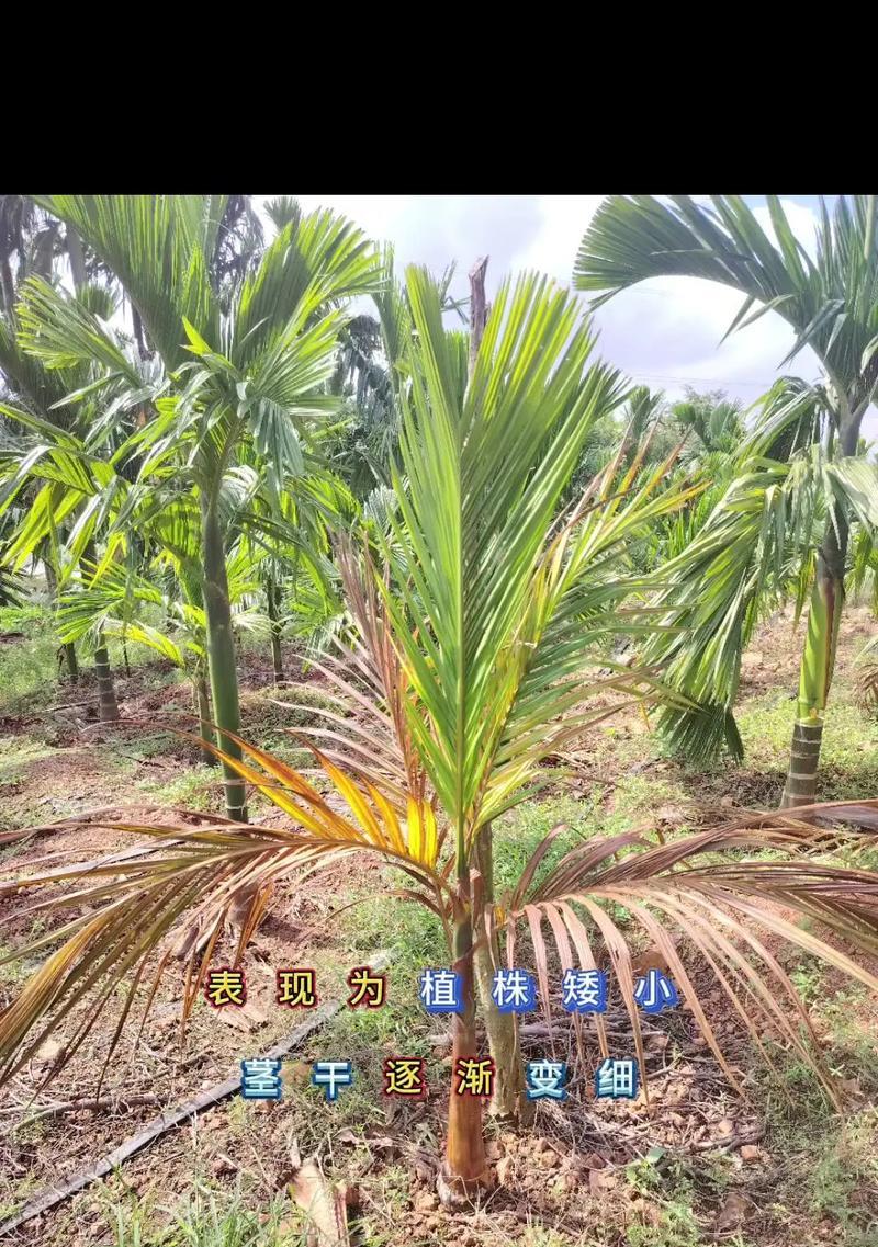 刚种下的槟榔叶子发黄是什么原因？如何解决？