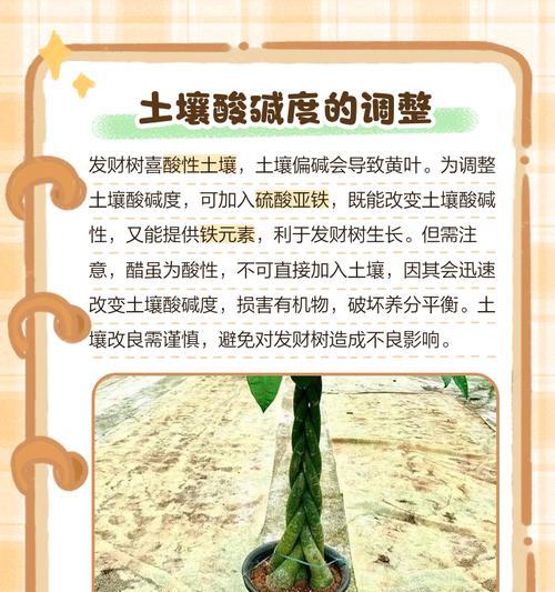 刚种下的槟榔叶子发黄是什么原因？如何解决？