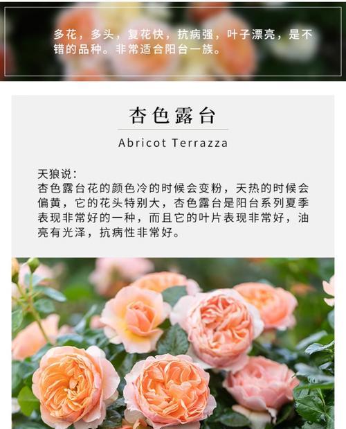 盆栽小苗月季的正确养护方法是什么？养护对月季生长有何影响？