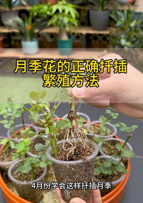 盆栽小苗月季的正确养护方法是什么？养护对月季生长有何影响？