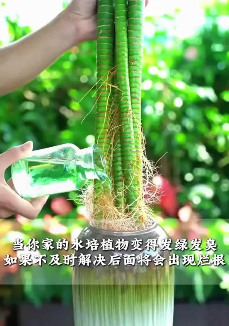 水培植物施肥的小技巧和方法有哪些？