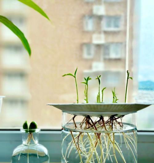 水培植物施肥的小技巧和方法有哪些？
