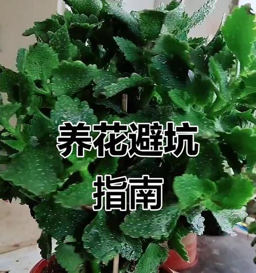 浇水脱落的正确方法是什么？如何避免植物受损？