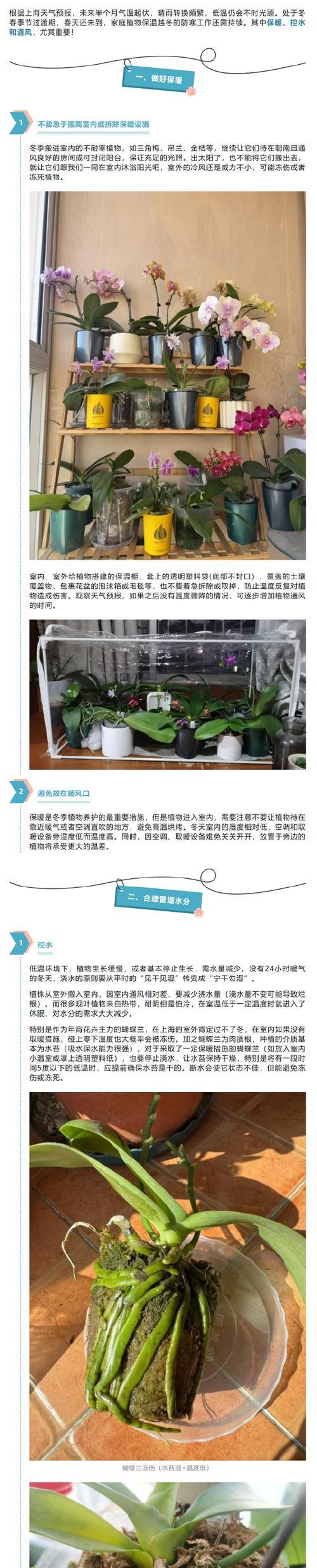 浇水脱落的正确方法是什么？如何避免植物受损？