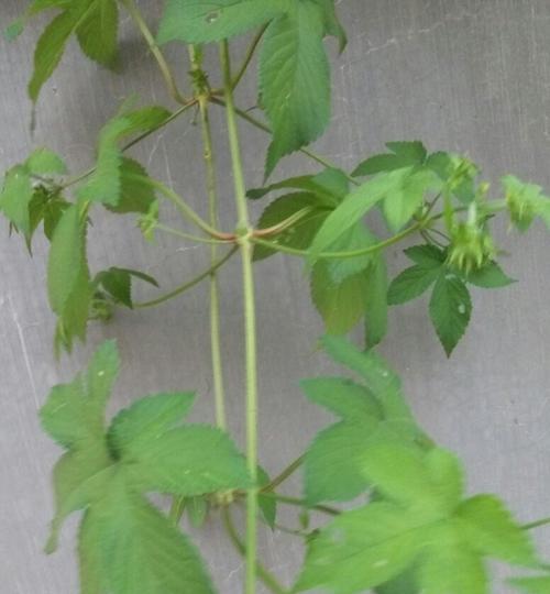 黑草种植时需要掌握哪些栽培技术要点？