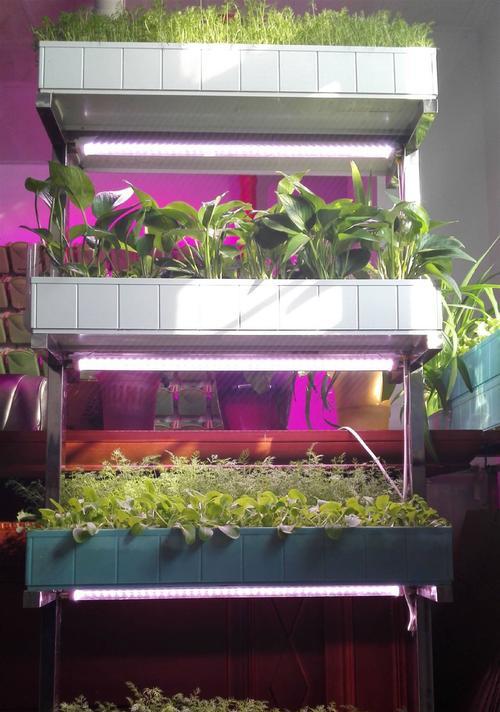 黑草种植时需要掌握哪些栽培技术要点？