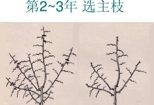 黑草种植时需要掌握哪些栽培技术要点？