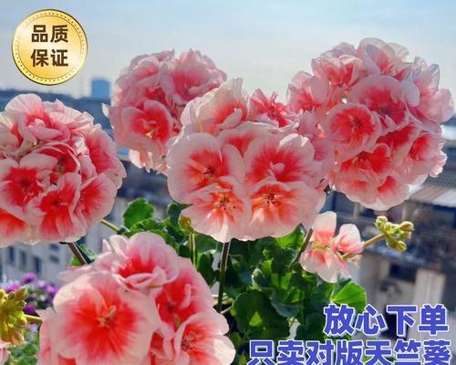 重瓣大花天竺葵种植方法是什么？