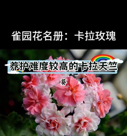 重瓣大花天竺葵种植方法是什么？