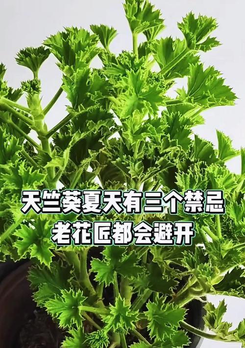 天竺葵出现类似蚊子的虫子怎么办？有效防治方法是什么？