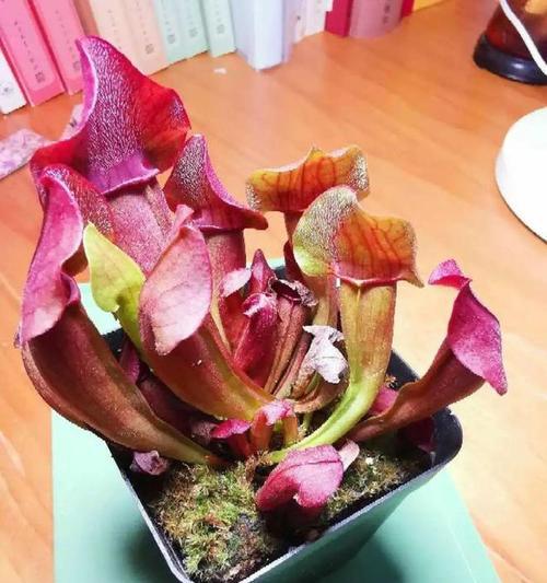 天竺葵出现类似蚊子的虫子怎么办？有效防治方法是什么？