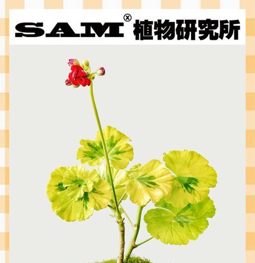天竺葵出现类似蚊子的虫子怎么办？有效防治方法是什么？