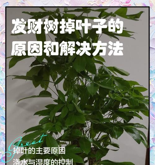 招财叶叶子发黄是什么原因？如何解决？