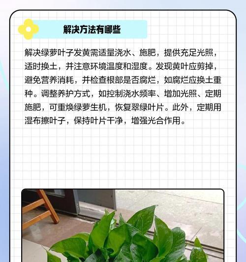 招财叶叶子发黄是什么原因？如何解决？
