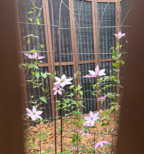新手如何养好铁线莲乌托邦？铁线莲乌托邦的养护技巧是什么？