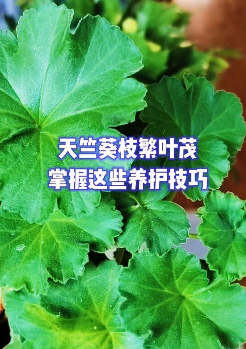四瓣黄色花蕊天竺葵的养护技巧是什么？