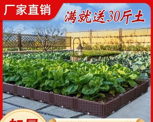 正宗君子兰紫色怎么养殖？如何让君子兰开出紫色花朵？