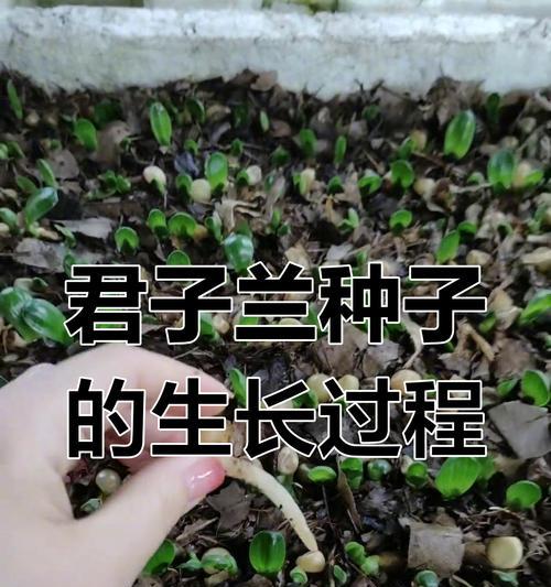 君子兰开花怎么种？有哪些步骤和技巧？