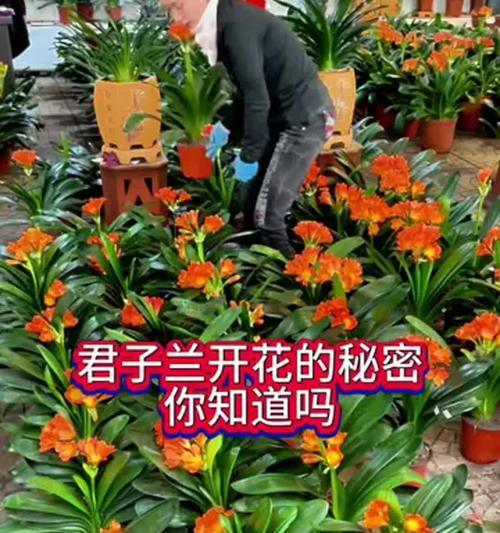 君子兰开花怎么种？有哪些步骤和技巧？