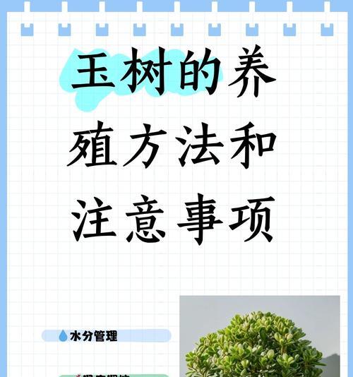 玉翁浇水的正确方法是什么？如何避免浇水错误？