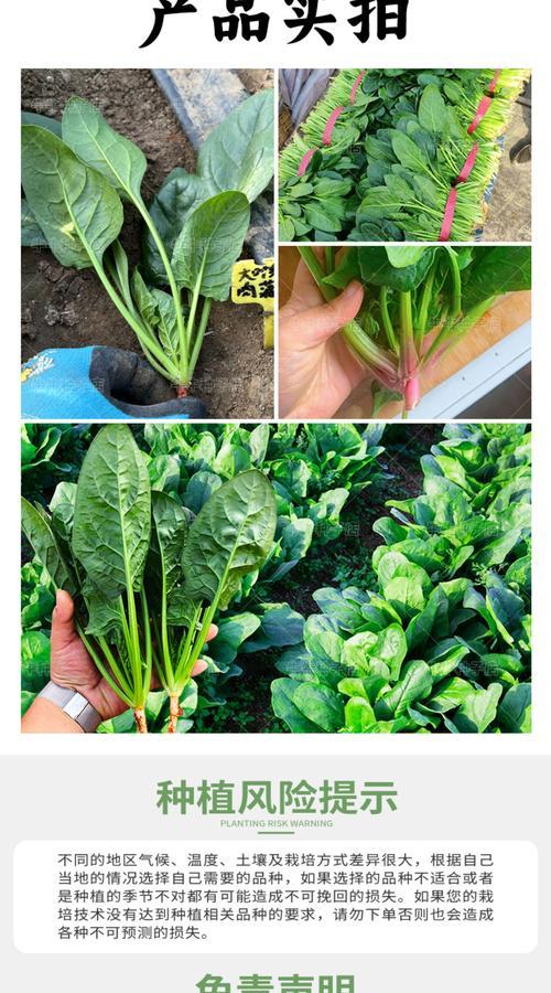 菜籽播种的最佳时间是什么时候？