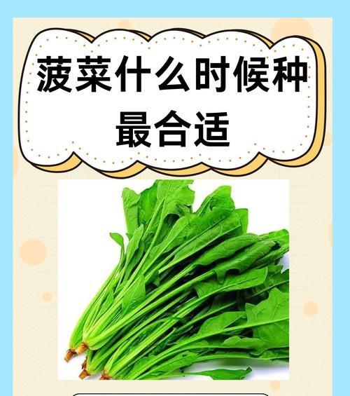 菜籽播种的最佳时间是什么时候？