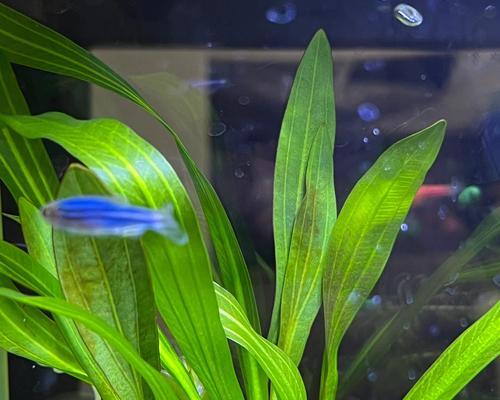 鱼缸中叶子发黄的植物如何处理？