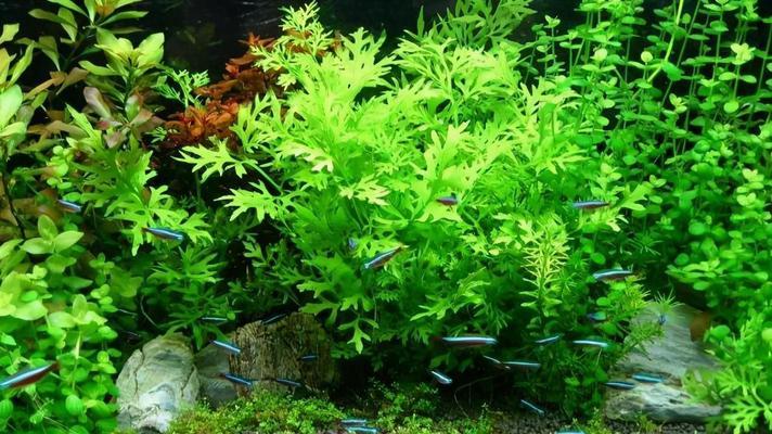 鱼缸中叶子发黄的植物如何处理？