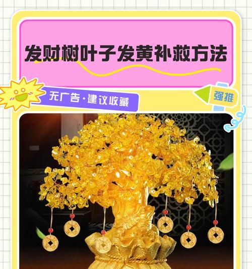 水培发财树叶子发黄枯萎的原因及解决方法是什么？