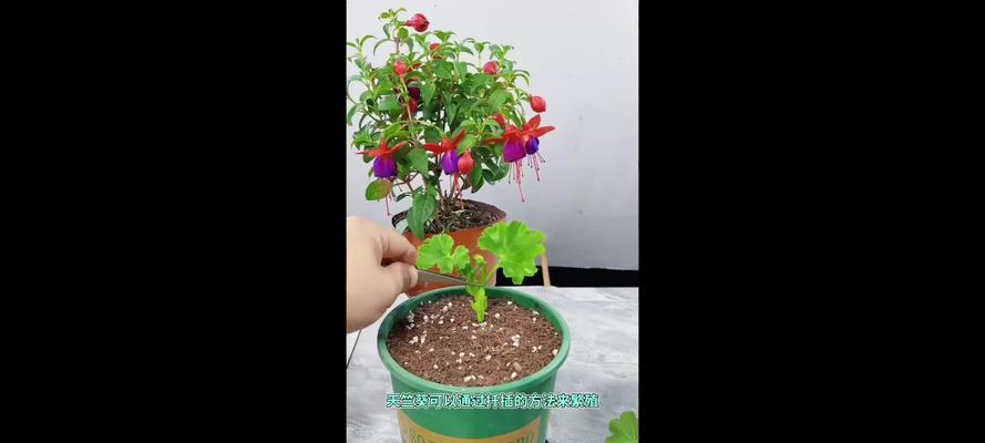 天竺葵扦插后如何养护？有哪些注意事项？