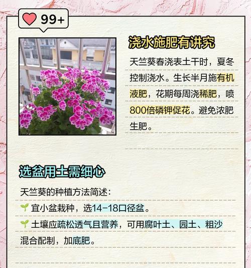 天竺葵扦插后如何养护？有哪些注意事项？
