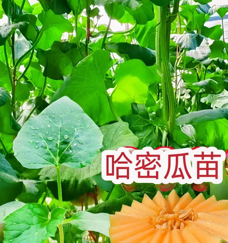 哈密瓜苗叶子发黄枯萎的原因是什么？如何预防和解决哈密瓜苗问题？