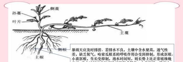 哈密瓜苗叶子发黄枯萎的原因是什么？如何预防和解决哈密瓜苗问题？
