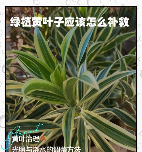 大树发黄叶子的修剪技巧是什么？
