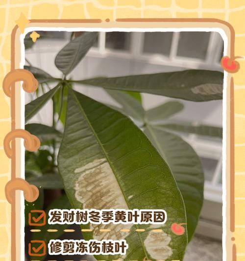 大树发黄叶子的修剪技巧是什么？