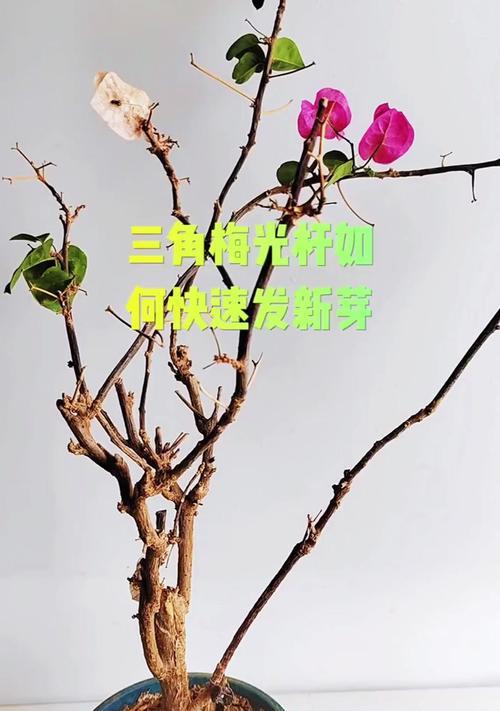 三角梅弯杆造型的制作方法是什么？技巧有哪些？
