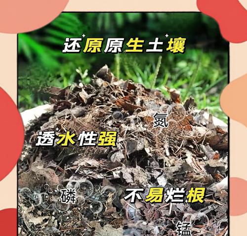 奇异君子兰栽培需要哪种土壤？