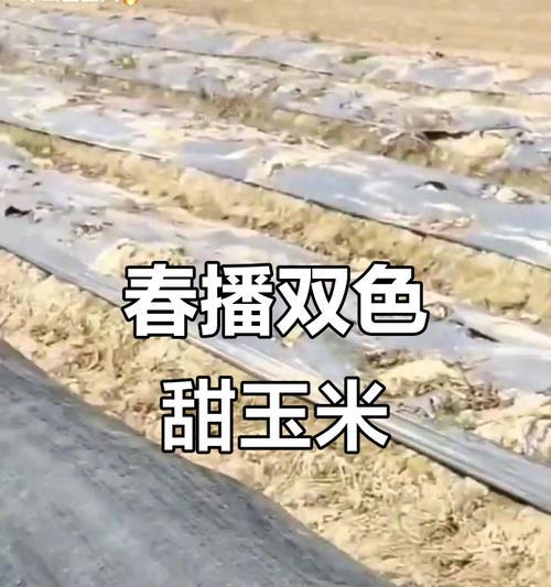 春播玉米栽培技术特点是什么？