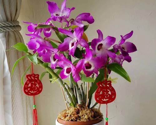 阳台春天种植花卉推荐有哪些？