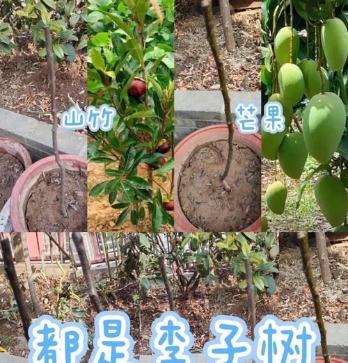 种植的知识和经验有哪些？新手入门指南是什么？