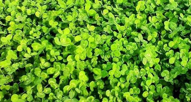 哪些叶草植物适合观赏？